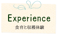 食育と収穫体験